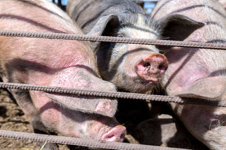 Dirty pigs grazing on a pig farm. Natural organic pig breeding. Farming. Stockbreeding. Snout in...