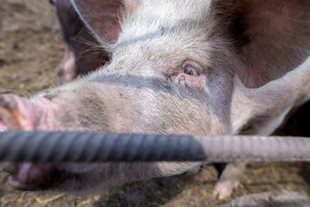 Dirty pigs grazing on a pig farm. Natural organic pig breeding. Farming. Stockbreeding. Snout in close upの写真素材