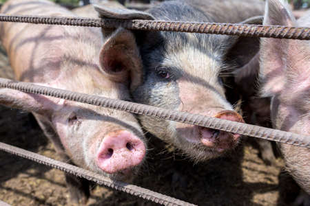 Dirty pigs grazing on a pig farm. Natural organic pig breeding. Farming. Stockbreeding. Snout in close upの写真素材