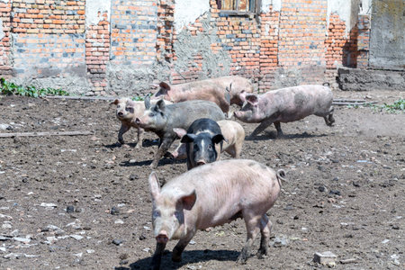 Dirty pigs and piglets grazing on a pig farm. Natural organic pig breeding. Farming. Stockbreeding.の写真素材
