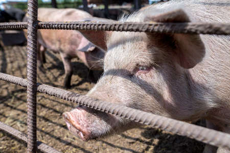 Dirty pigs grazing on a pig farm. Natural organic pig breeding. Farming. Stockbreeding. Snout in...