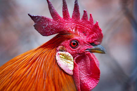 The head of a red rooster. Comb, beak, and eye close up. A very detailed portrait of the animal is made on a macro lens.の写真素材