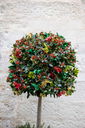 A Christmas season are the familiar and beautiful red berried holly plants. A holly bush decorated...