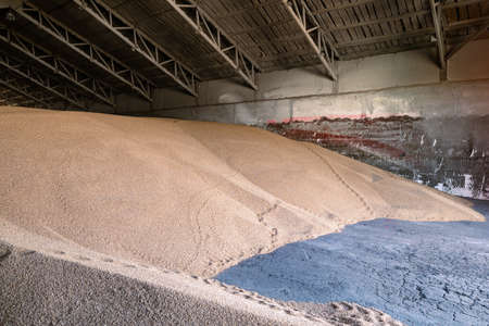 Piles of wheat grains at mill storage or grain elevator. The main commodity group in the food...