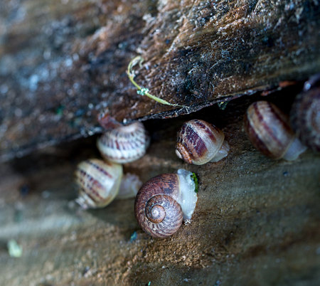 Snail farm. Industrial cultivation of edible mollusks of the species Helix aspersa muller or Cornu aspersum. Snails hide under protective shields during the day.の写真素材