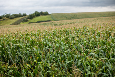 A farm field sown with corn. The culture grew well over the summer, bloomed and formed cobs. The end...