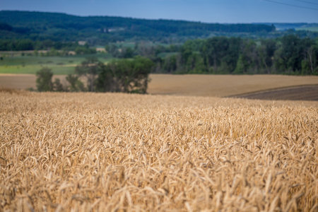 A fields of ripe wheat, ready for harvest. Typical summertime landscape in Ukraine. Concept theme: Food security. Agricultural. Farming. Food production. Ternopil region.の写真素材