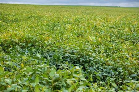 A farm field sown with soybeans. The crop grows well after sowing, has good healthy leaves and a strong stem. Somewhere in Lviv region in west of Ukraine.の写真素材