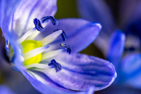 A Scilla siberica flowers commonly known as the Siberian squill or wood squill in a macro lens shotの写真素材