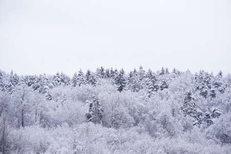 Trees in forest covered with snow.の写真素材