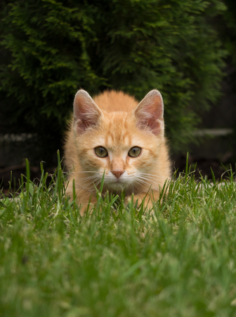 Little ginger cat attacksの写真素材