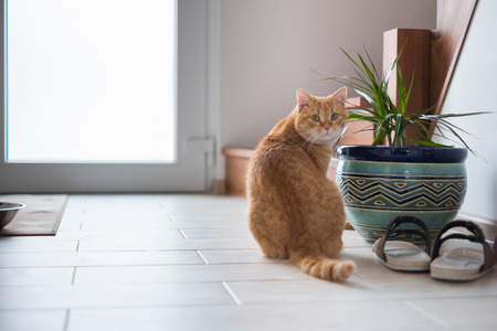 Ginger cat sitting near flower pot and lookingの写真素材