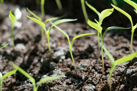 Young plants peppers in hotbed close upの写真素材