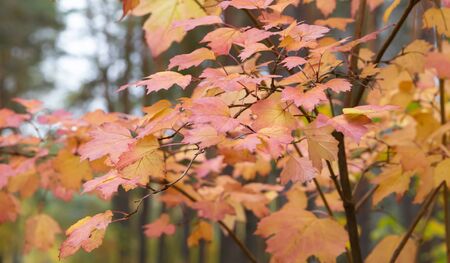 Red and yellow maple leaves. Colorful of autumn. の写真素材