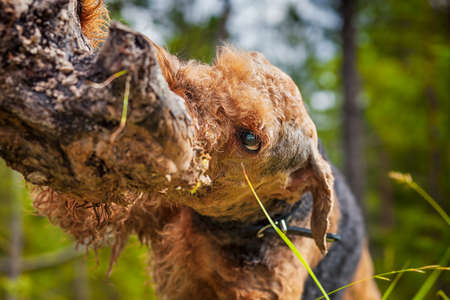 Airedale terrier dog playing in a forestの写真素材