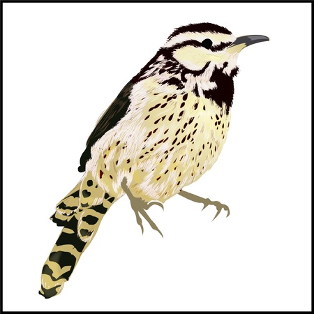 Cactus Wren Illustrationのイラスト素材