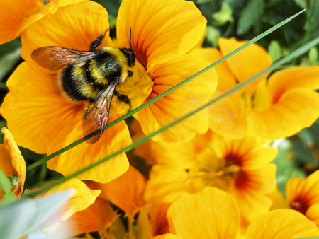 bumblebee collects nectar on a yellow flower close-up