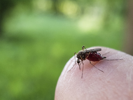 mosquito on human skin, stuck nose. close up.