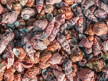 the lots of colorful shells white yellow close-up