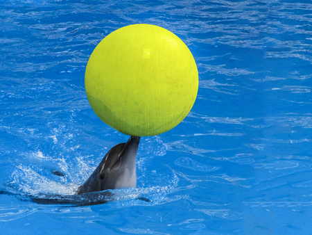 A Dolphin with a yellow ball on his nose in blue water.の写真素材
