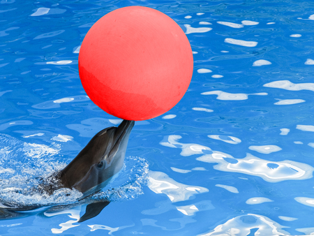 Dolphin with a red ball on his nose in blue water.の写真素材