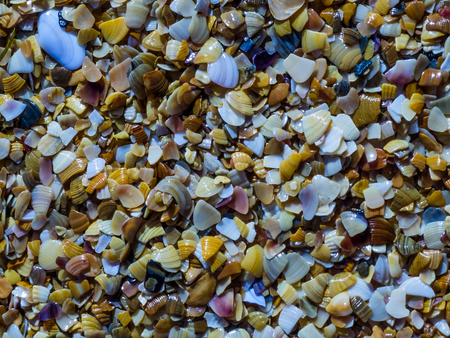 the wet pieces of colored shells on the beach