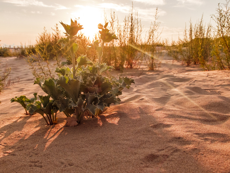 desert thorns at sunset. desert plants and red sun.の写真素材