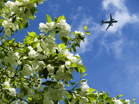the plane flies on the background of blooming Apple trees in the spring.の写真素材