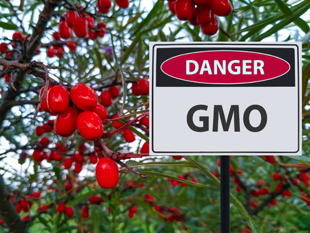 genetically modified red berries and a sign of the danger of GMOsの写真素材