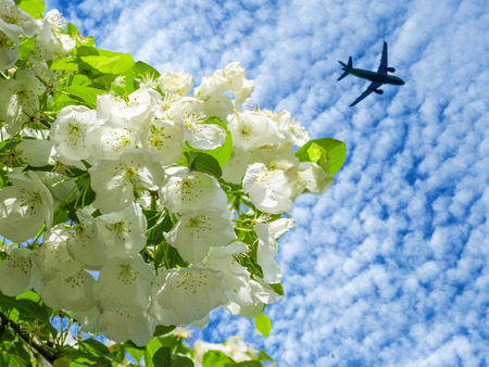 The concept of holliday in the spring. The plane on the background of white Apple flowers.の写真素材