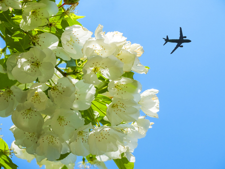 The concept of vacation in the spring. The plane takes off in the blue sky on the background of white Apple flowers.の写真素材