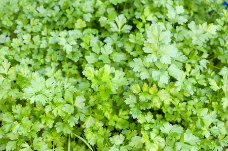 background of green leavesの写真素材