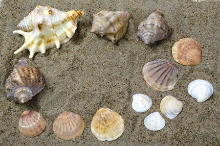 several shells of marine mollusks on a sandy backgroundの写真素材
