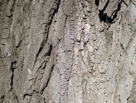 trunk of a perennial tree in the photo on a clear day as a backgroundの写真素材