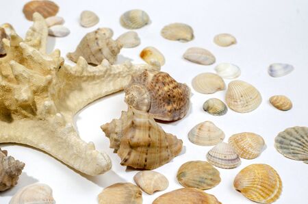 High angle, panoramic view of starfish and seashells isolated on white backgroundの写真素材