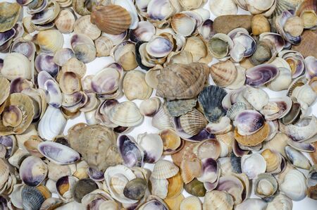 High angle, panoramic view of starfish and seashells