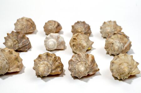 Different seashells on a white background , the concept of holidays by the sea. Background and a...
