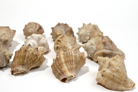 Different seashells on a white background , the concept of holidays by the sea. Background and a...