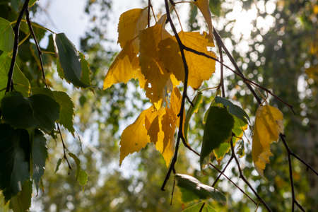 yellow leaf of a tree in the autumn forest in the afternoon