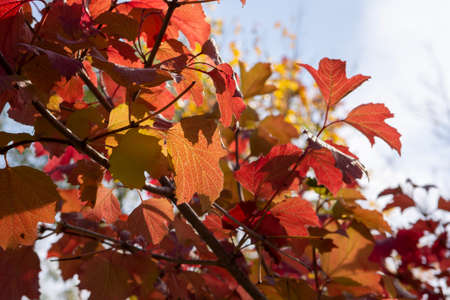 beautiful leaf on the tree in the autumn forest