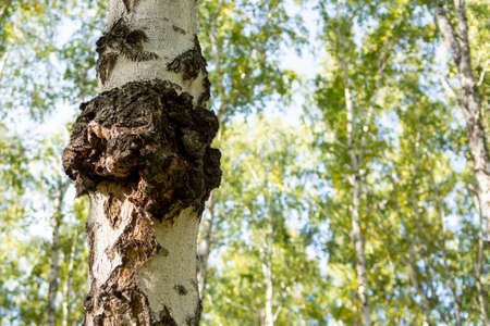 Growth on a birch, a tree, mushroom on a birch - chaga.