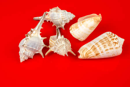 group of mollusk seashells on white background
