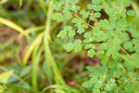 drops of morning dew on leaves in summer forestの写真素材