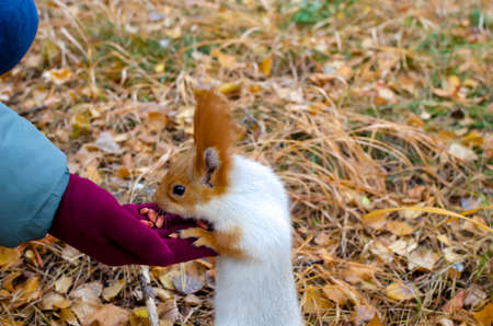 fidget fluffy squirrel takes food from human hands. warm day in autumn yellow forestの写真素材