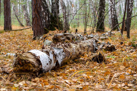 an old tree felled by a storm. autumn forest with a carpet of yellow leavesの写真素材