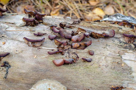dried red mushrooms on the trunk of a fallen tree in the forest