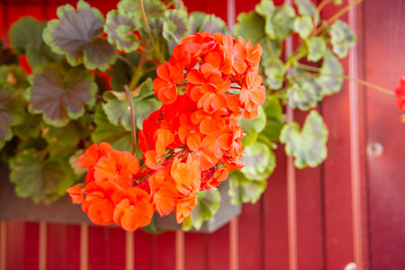 Garden flowers of red colors bloom on a flowerbed in late summer. Large beautiful flower bed design. Warm summer evening. Close-upの写真素材