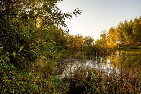 The serenity and tranquility of an autumn morning on the banks of a narrow rural river. River landscape on a sunny autumn morning. The calm surface of the water. Beautiful autumn colors along the river.の写真素材