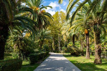 All and Rachid palms on the Black Sea coast. Alley of tropical palms in the city garden. Sunny autumn dayの写真素材