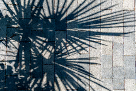 View from above of a cobbled street in a resort town with a group of shadows from a palm tree with no people around. Sunny summer dayの写真素材
